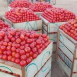 Burkina : la SOBTO clarifie sa politique de prix d’achat de la tomate fraîche