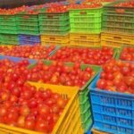 Burkina : le gouvernement lève la mesure de suspension de délivrance des Autorisations spéciales d’Exportation de la tomate fraîche